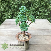 Load image into Gallery viewer, Aeonium lindleyi var. lindleyi