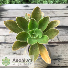 Load image into Gallery viewer, Aeonium smithii