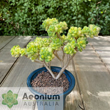 Load image into Gallery viewer, Aichryson bethencourtianum Variegated