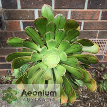 Load image into Gallery viewer, Aeonium arboreum var. holochrysum