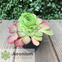 Load image into Gallery viewer, Aeonium glandulosum
