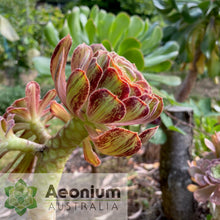 Load image into Gallery viewer, Aeonium arboreum 'Madara'