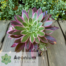 Load image into Gallery viewer, Aeonium 'Firecracker' Variegated