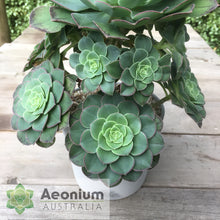 Load image into Gallery viewer, Aeonium 'Green Goddess'