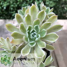 Load image into Gallery viewer, Aeonium 'Ballerina'
