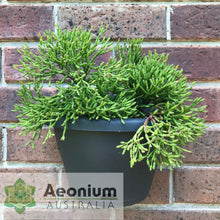 Load image into Gallery viewer, Hatiora salicornioides