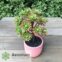 Load image into Gallery viewer, Aeonium spathulatum hybrid