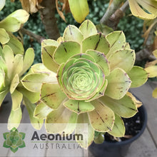 Load image into Gallery viewer, Aeonium arboreum aff. holochrysum (El Hierro)