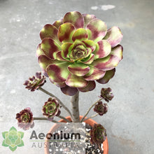 Load image into Gallery viewer, Aeonium 'Voodoo'