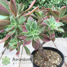 Load image into Gallery viewer, Aeonium leucoblepharum (Yemen Form)