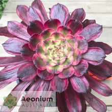 Load image into Gallery viewer, Aeonium 'Mardi Gras'