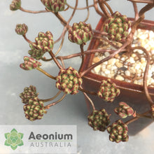 Load image into Gallery viewer, Aeonium sedifolium