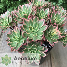 Load image into Gallery viewer, Aeonium 'Green Tea'