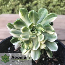 Load image into Gallery viewer, Aeonium 'Harry Mak' aka 'Suncup'