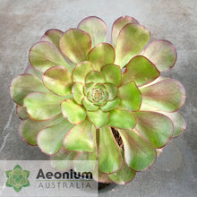 Load image into Gallery viewer, Aeonium 'Cyclops'