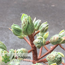 Load image into Gallery viewer, Aeonium x hybridum