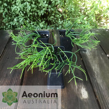 Load image into Gallery viewer, Rhipsalis teres f. prismatica