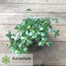 Load image into Gallery viewer, Aeonium saundersii