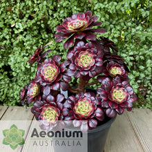 Load image into Gallery viewer, Aeonium 'Meiji'