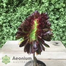 Load image into Gallery viewer, Aeonium 'Atropurpureum' Crest