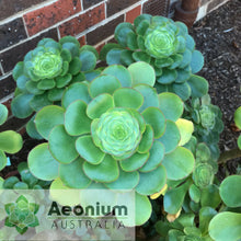 Load image into Gallery viewer, Aeonium undulatum