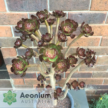 Load image into Gallery viewer, Aeonium 'Atropurpureum'