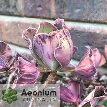 Load image into Gallery viewer, Aeonium 'Marnier Lapostolle’