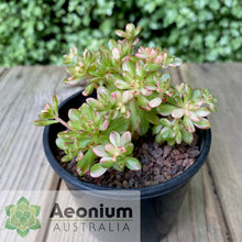 Load image into Gallery viewer, Aeonium sedifolium variegata