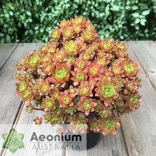 Load image into Gallery viewer, Aeonium 'Infinity'