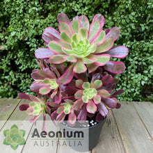 Load image into Gallery viewer, Aeonium 'Eden'