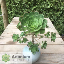 Load image into Gallery viewer, Aeonium ciliatum