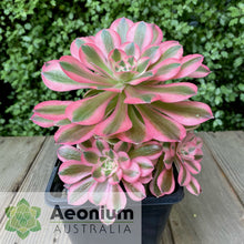 Load image into Gallery viewer, Aeonium 'Pink Witch'