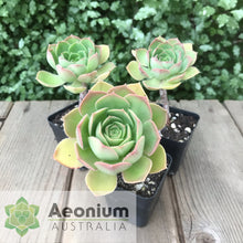 Load image into Gallery viewer, Aeonium davidbramwellii (Red Edge)