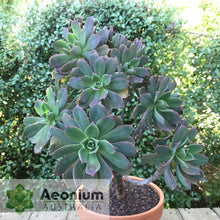 Load image into Gallery viewer, Aeonium percarneum var. guiaense