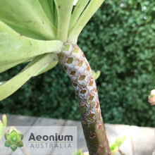 Load image into Gallery viewer, Aeonium ciliatum