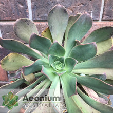 Load image into Gallery viewer, Aeonium davidbramwellii