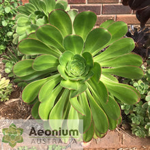 Load image into Gallery viewer, Aeonium urbicum var. meridionale