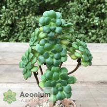 Load image into Gallery viewer, Aeonium lindleyi var. lindleyi