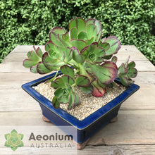 Load image into Gallery viewer, Aeonium 'Marnier Lapostolle’