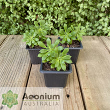 Load image into Gallery viewer, Aeonium lindleyi var. viscatum
