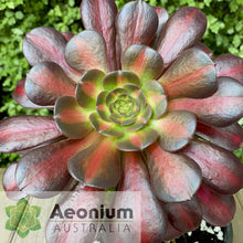 Load image into Gallery viewer, Aeonium 'Kilimanjaro'