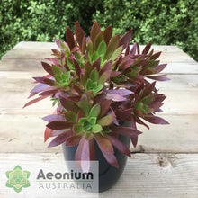 Load image into Gallery viewer, Aeonium 'Cornish Tribute'