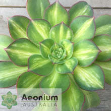Load image into Gallery viewer, Aeonium 'Starburst'