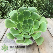 Load image into Gallery viewer, Aeonium canariense var. subplanum