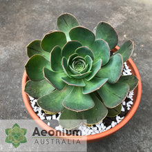 Load image into Gallery viewer, Aeonium escobarii
