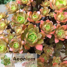 Load image into Gallery viewer, Aeonium 'Infinity'