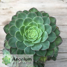 Load image into Gallery viewer, Aeonium 'Green Goddess'