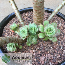Load image into Gallery viewer, Aeonium undulatum