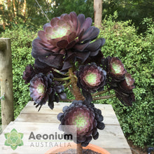 Load image into Gallery viewer, Aeonium 'Short Black'