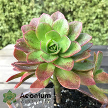 Load image into Gallery viewer, Aeonium 'Scarlet Rose'